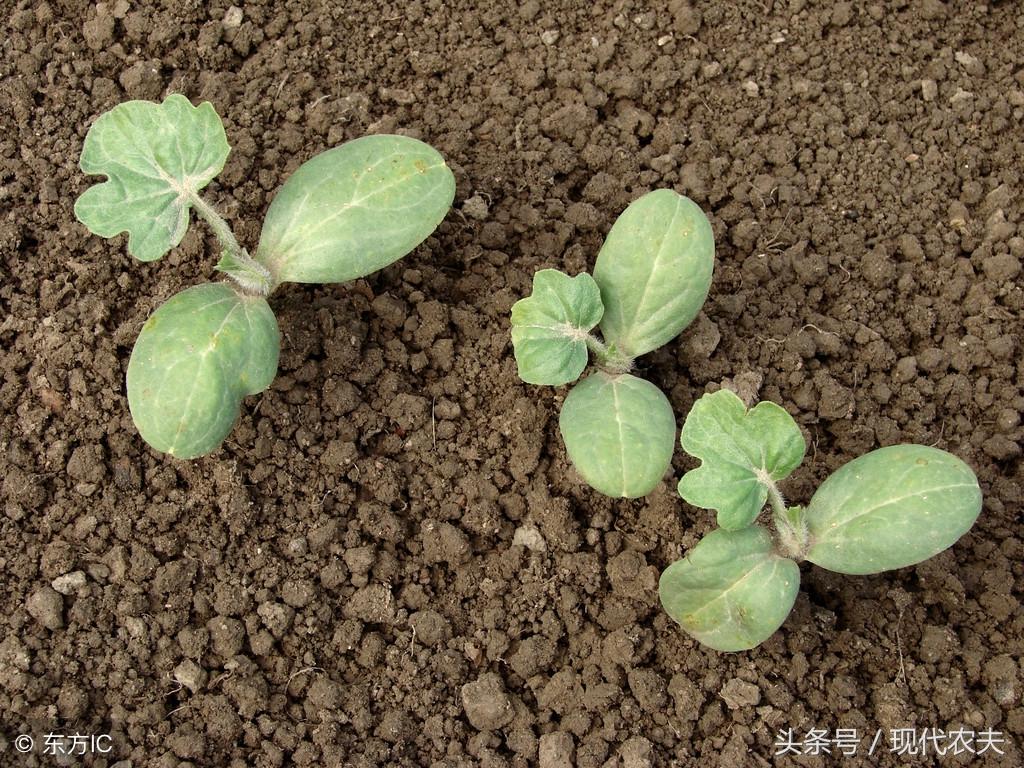 西瓜种植技术基肥_西瓜种植基肥技术要点_西瓜种植基肥技术与管理