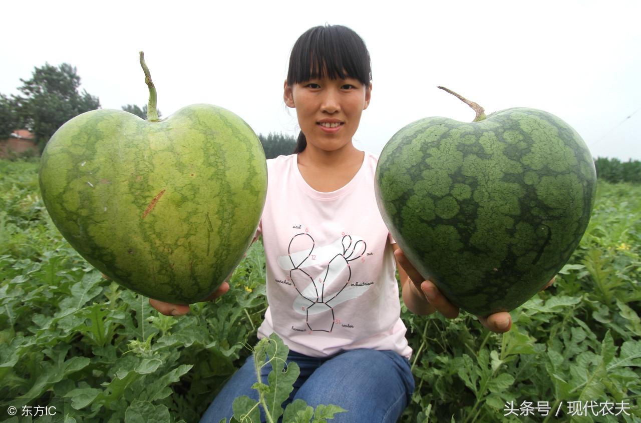 西瓜种植基肥技术要点_西瓜种植基肥技术与管理_西瓜种植技术基肥