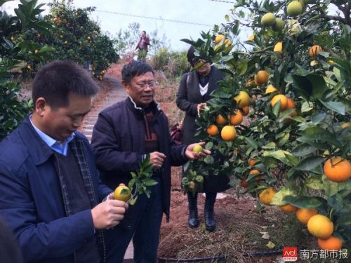 致富种植脐橙怎么样_种植脐橙收益怎么样_致富经脐橙种植