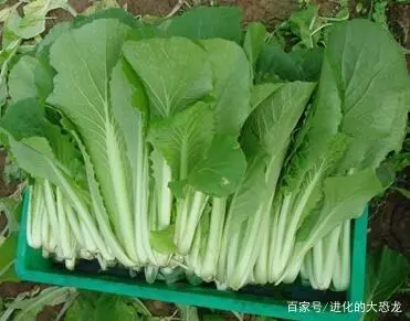 白菜种植管理技术小结怎么写_小白菜种植技术和管理_白菜种植管理技术小论文范文