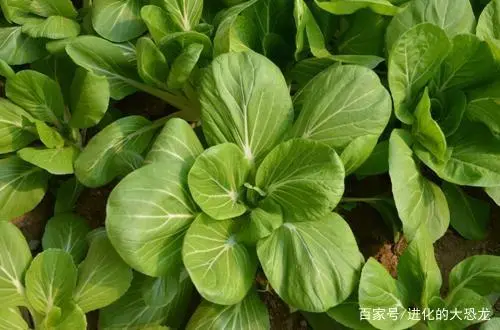 白菜种植管理技术小结怎么写_小白菜种植技术和管理_白菜种植管理技术小论文范文