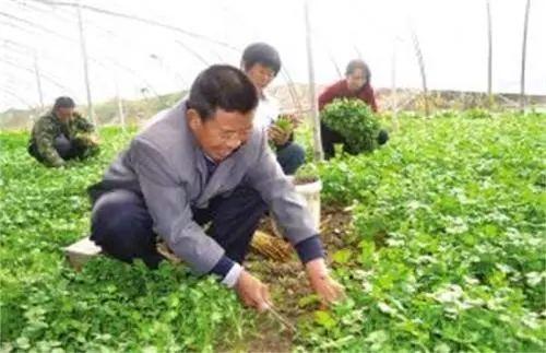 秋香菜的种植技术_秋季种香菜几天出苗_香菜种植方法步骤秋天路地