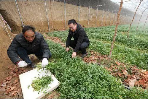 香菜种植方法步骤秋天路地_秋香菜的种植技术_秋季种香菜几天出苗