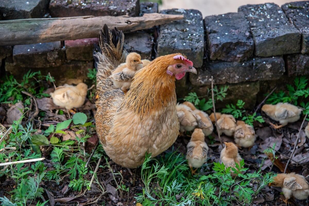 大棚养殖黄鳝的利润和成本_致富经鳝鱼大棚养殖视频_工厂化大棚养殖鳝鱼视频