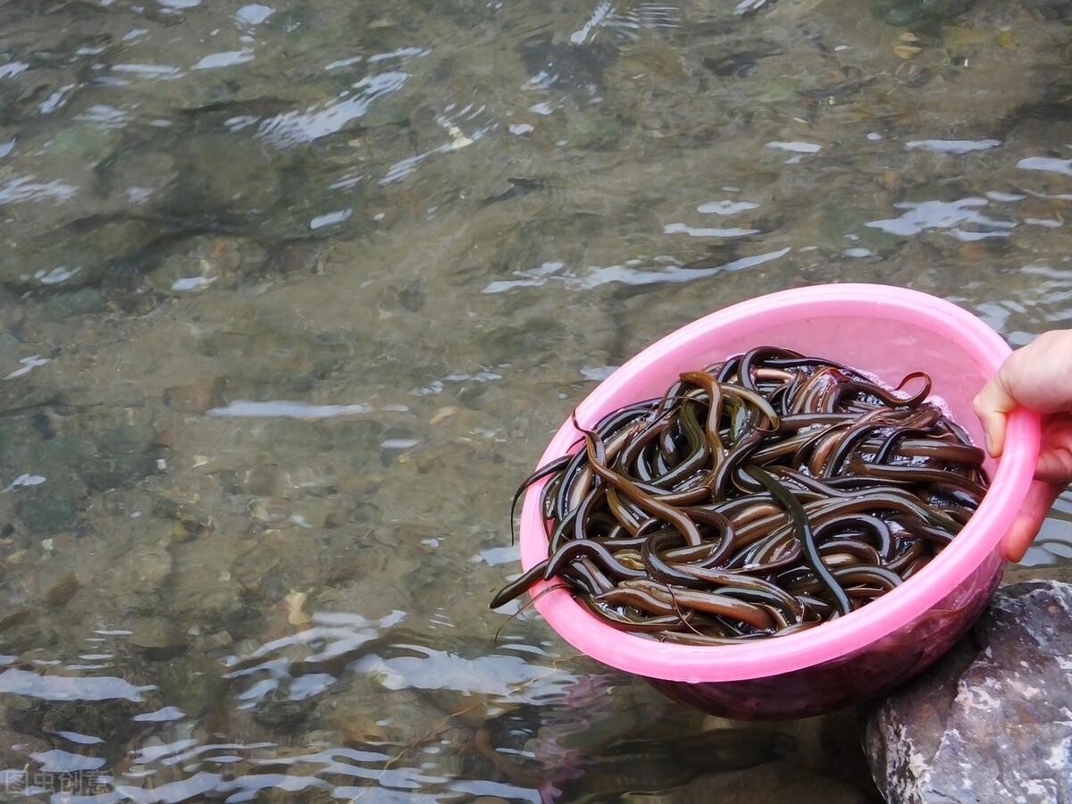 工厂化大棚养殖鳝鱼视频_大棚养殖黄鳝的利润和成本_致富经鳝鱼大棚养殖视频