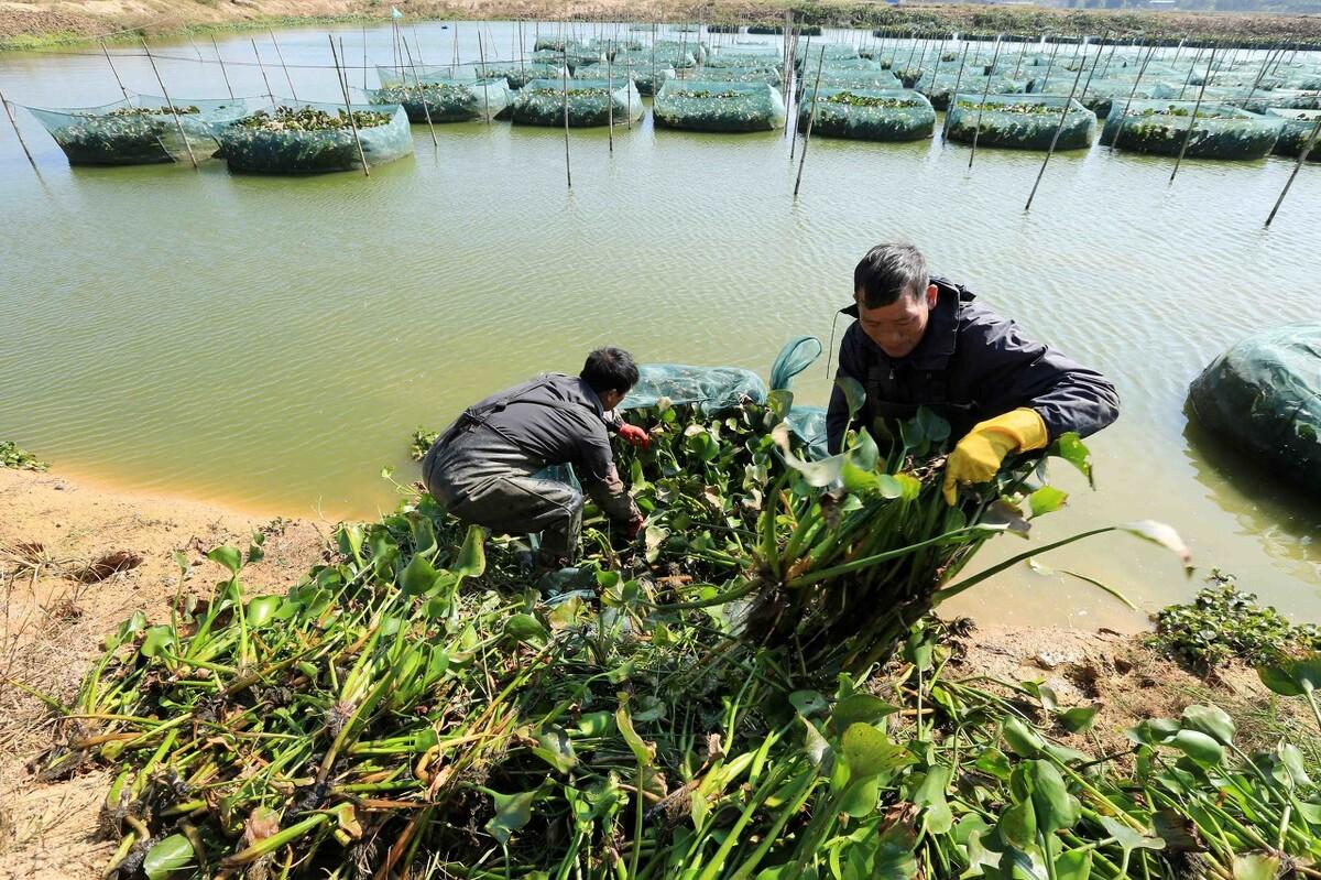 工厂化大棚养殖鳝鱼视频_大棚养殖黄鳝的利润和成本_致富经鳝鱼大棚养殖视频