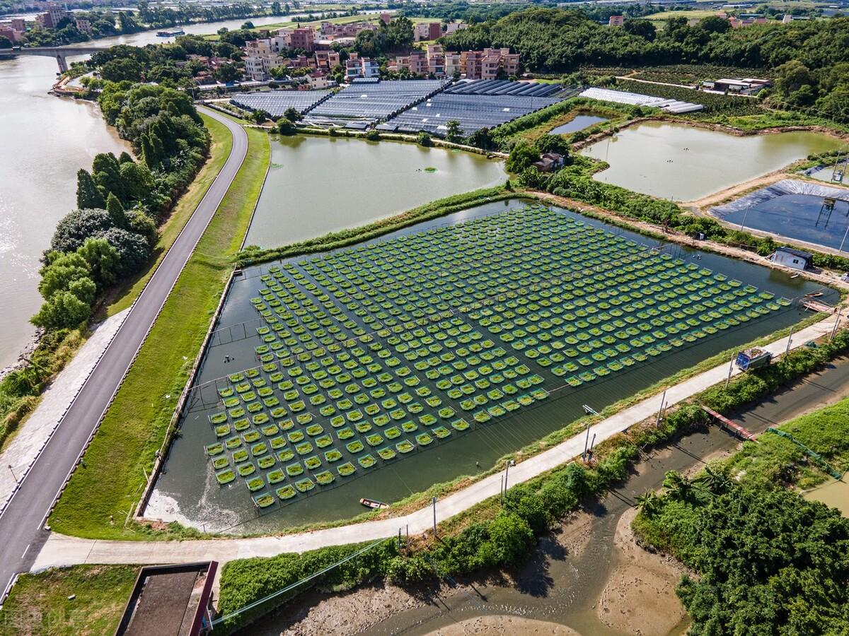 大棚养殖黄鳝的利润和成本_工厂化大棚养殖鳝鱼视频_致富经鳝鱼大棚养殖视频