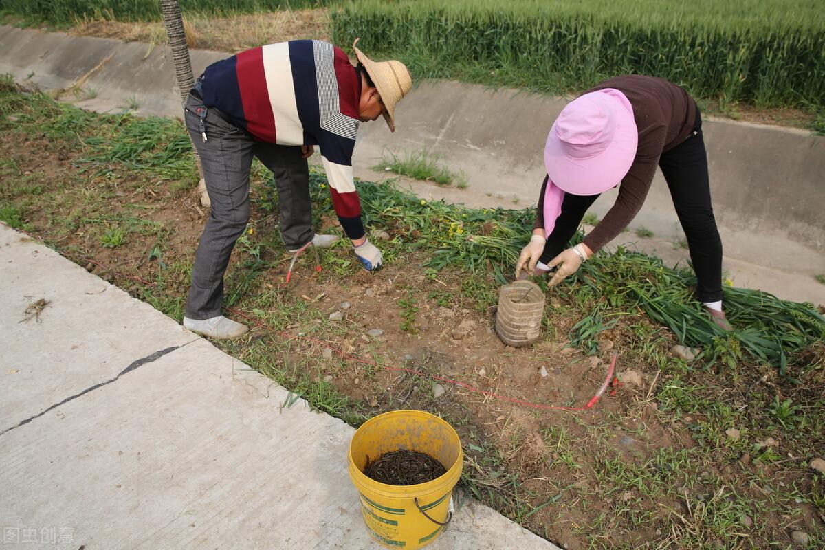 大棚养殖黄鳝的利润和成本_工厂化大棚养殖鳝鱼视频_致富经鳝鱼大棚养殖视频