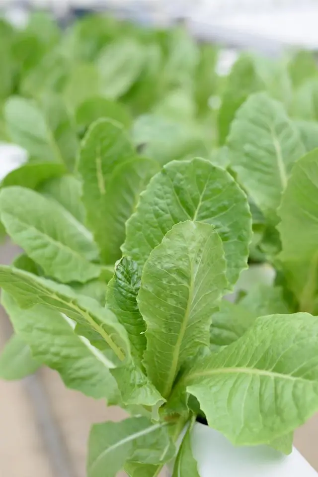 白菜种植管理技术小结怎么写_白菜种植管理技术小结_小白菜种植技术和管理