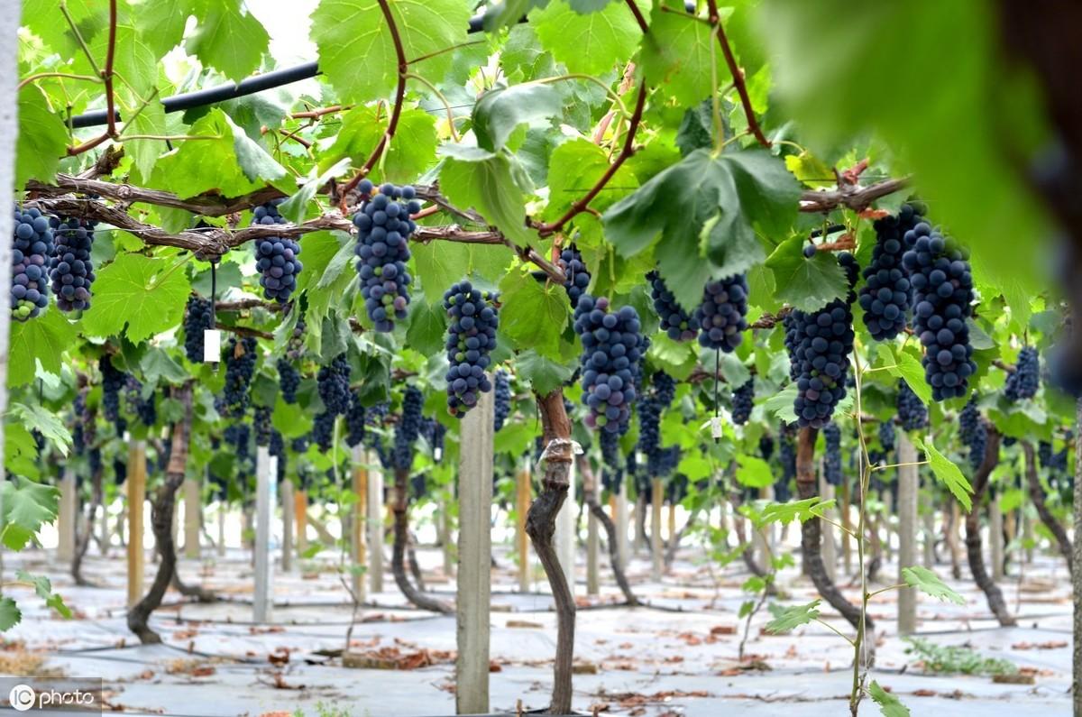 日本葡萄种植视频_曰本葡萄种植新技术_种植葡萄曰本技术新闻报道