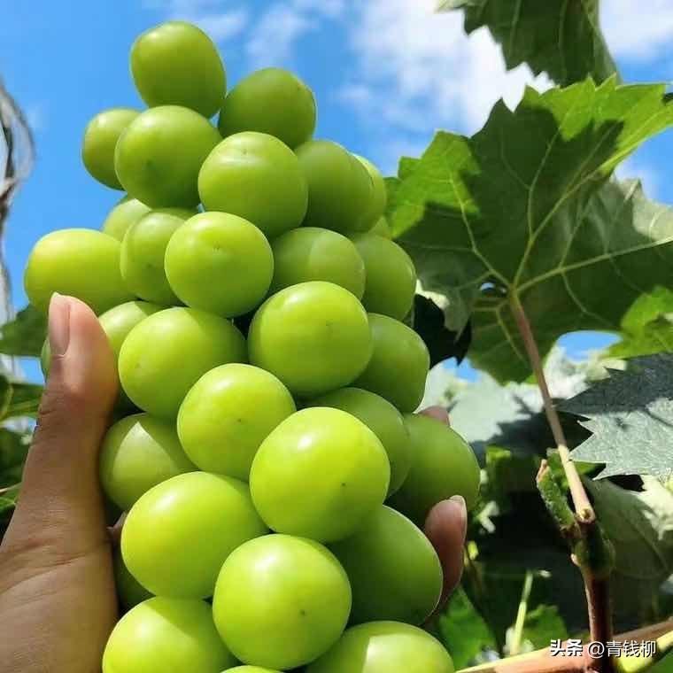 日本葡萄种植技术视频_曰本葡萄种植新技术_日本葡萄栽培