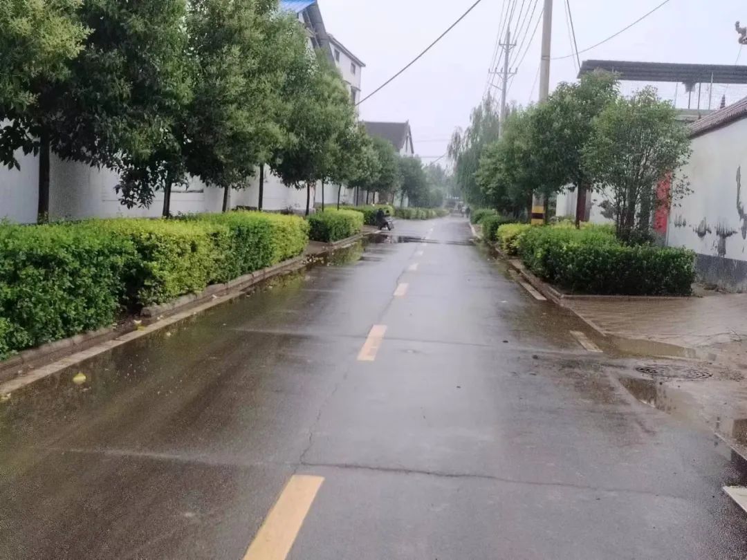 栽女贞树对风水好吗_女贞树种植致富_女贞树种植前景