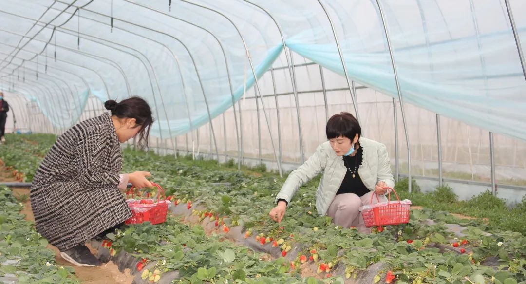 女贞树种植致富_女贞树种植前景_家庭栽种女贞树的寓意是什么