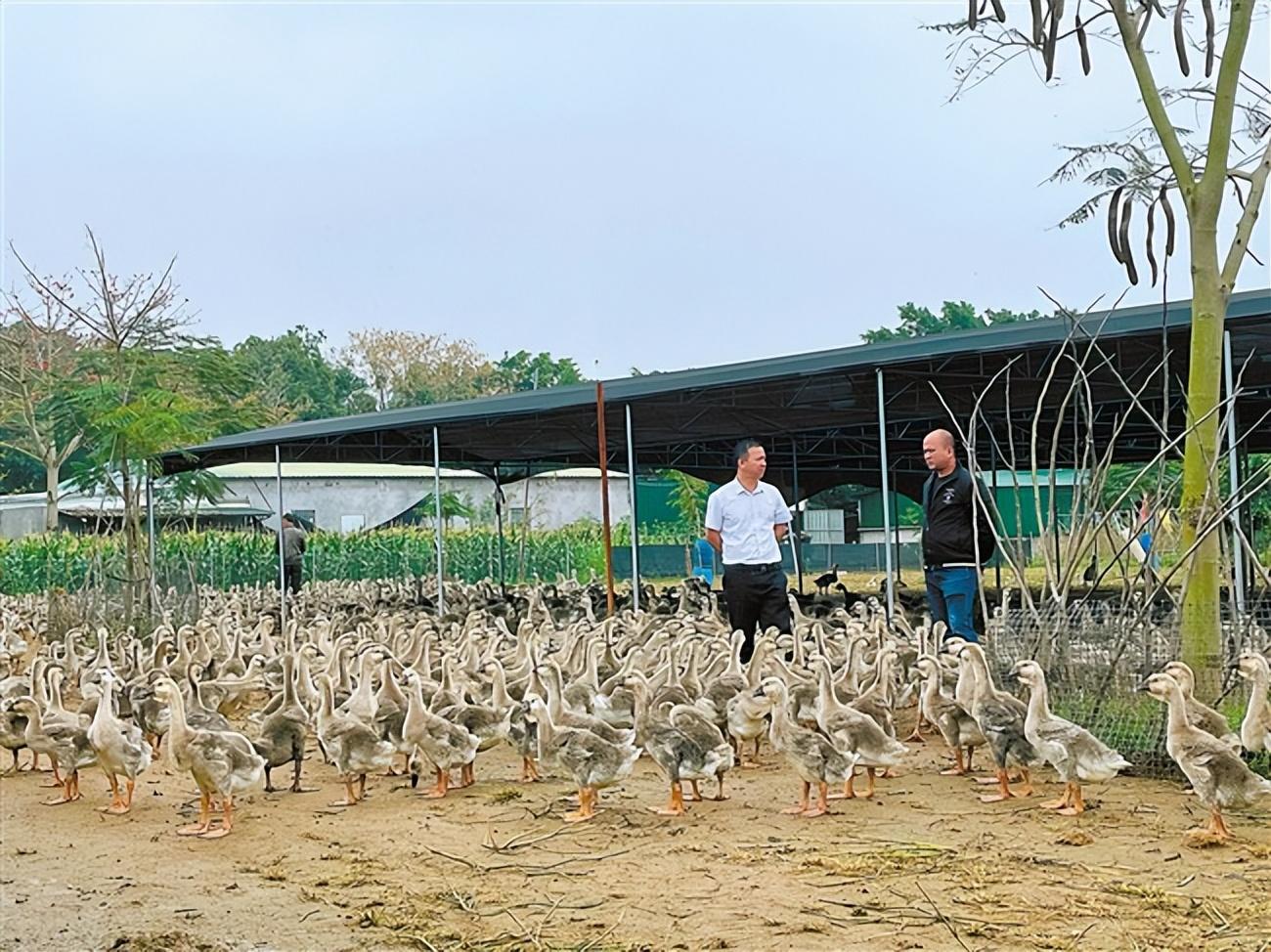 联农带农推进全产业链提质增效 澄海区一狮头鹅合作社跻身国家“示范社”