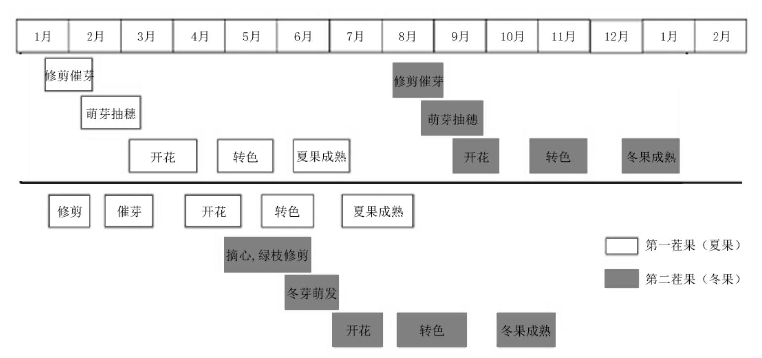 巨峰葡萄一年两收栽培肥水管理要点