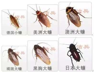 蟑螂养殖 致富_蟑螂养殖赚钱吗_蟑螂养殖致富经