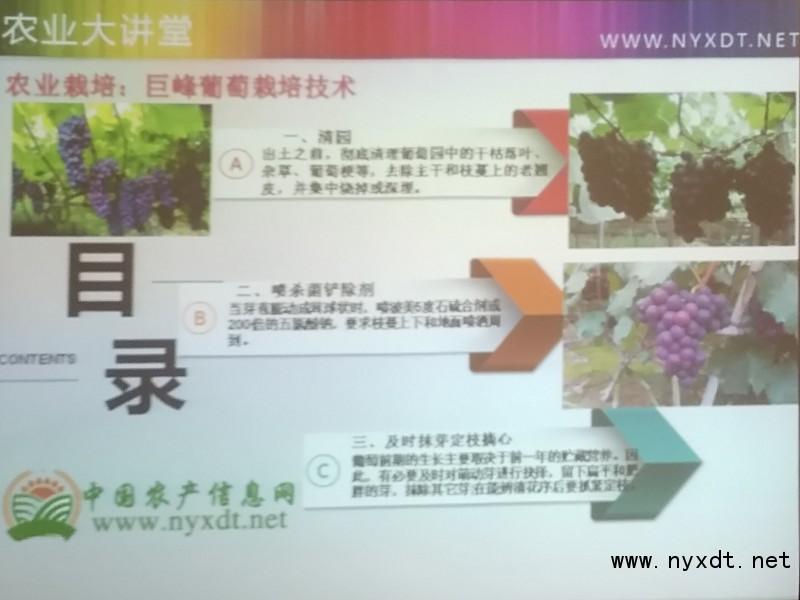 农业栽培：巨峰葡萄栽培技术