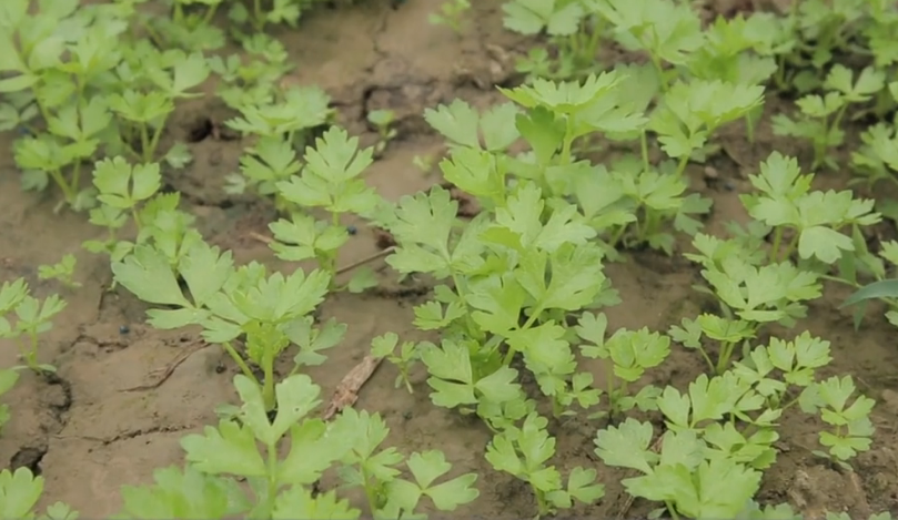 香菜夏季种植技术视频_秋香菜的种植技术_香菜种植方法步骤秋天路地