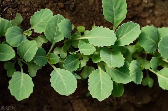 白菜种植与管理_小白菜种植技术和管理_白菜种植管理技术小论文范文