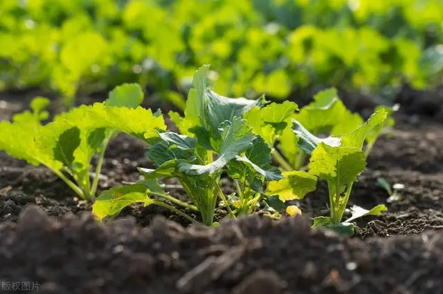 白菜种植与管理_白菜种植管理技术小论文范文_小白菜种植技术和管理