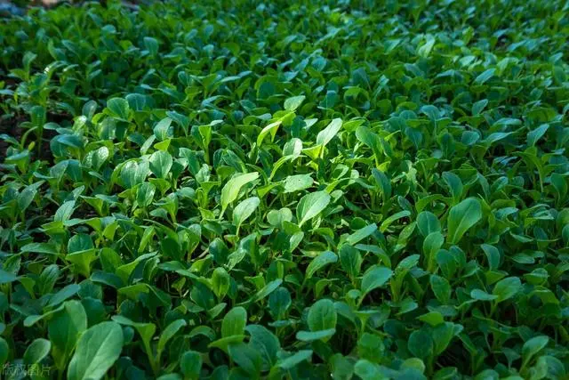 白菜种植与管理_小白菜种植技术和管理_白菜种植管理技术小论文范文