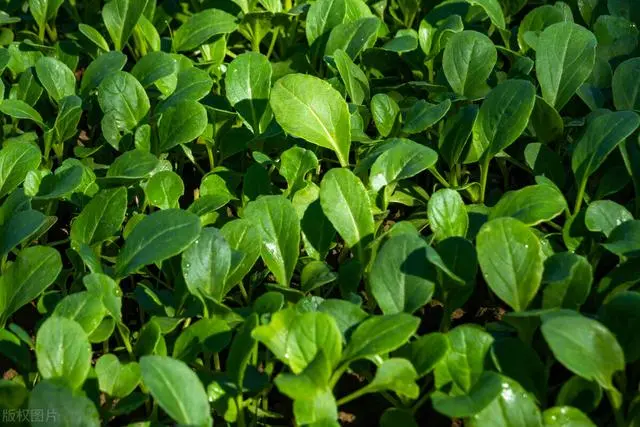 白菜种植与管理_白菜种植管理技术小论文范文_小白菜种植技术和管理