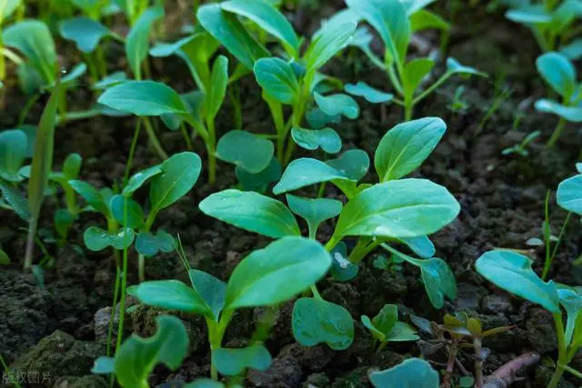 小白菜种植技术和管理_白菜种植与管理_白菜种植管理技术小论文范文