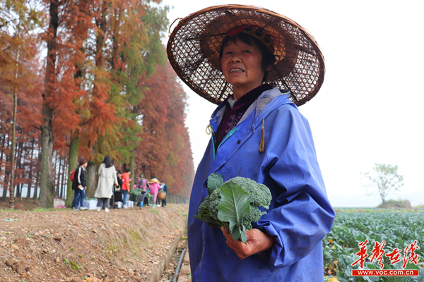 兰花致富经_致富兰花种植时间_致富种植兰花