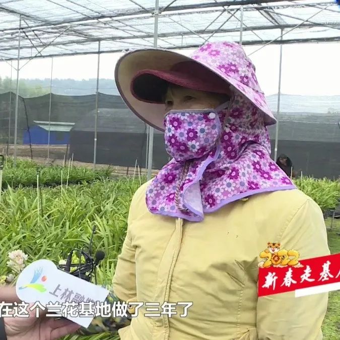 致富种植兰花_兰花致富经_致富经兰花种植视频