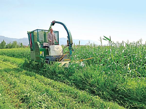 【走进乡村看振兴】牧草种植带来好“钱景”