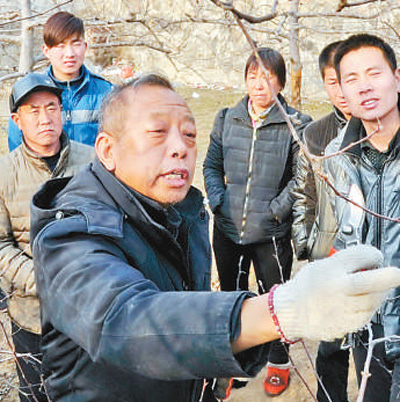 郑州果树所品种树苗_郑州果树苗_郑州种植果树致富