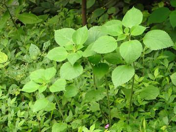 农村5个药材种植致富项目_致富药材种植农村项目招标_致富药材种植农村项目有哪些