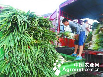 紫黑糯玉米种植技术：澳大利亚芒果将直接出口中国