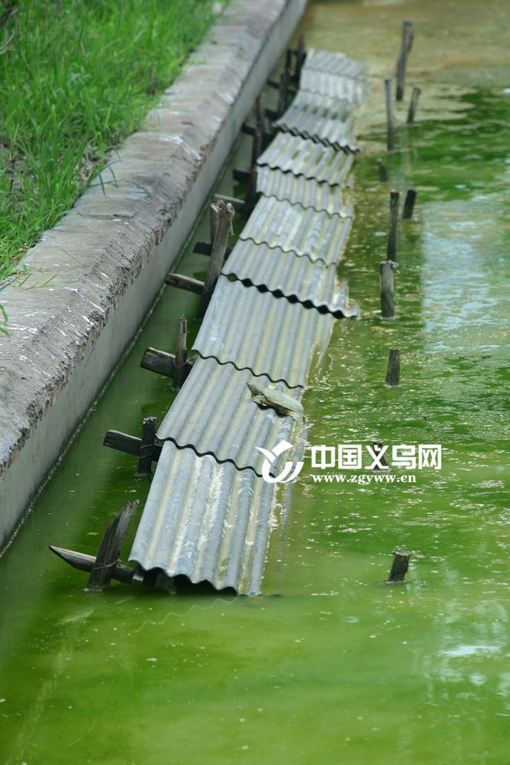浙江甲鱼养殖致富_致富养殖浙江甲鱼怎么样_浙江养甲鱼的多吗