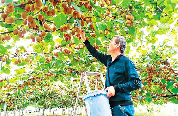 河南省科技厅帮扶种植猕猴桃 尽显“科技范儿”