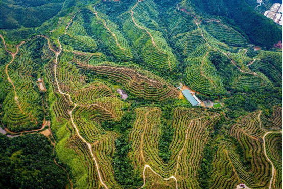 江西赣州：油茶树上结出“黄金果”