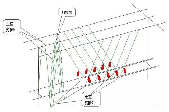 农村小伙，种植葡萄一年收入50万元的技术，是这么做的