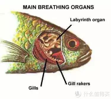 养殖斗鱼赚钱吗_斗鱼养殖致富_致富经中国斗鱼养殖视频