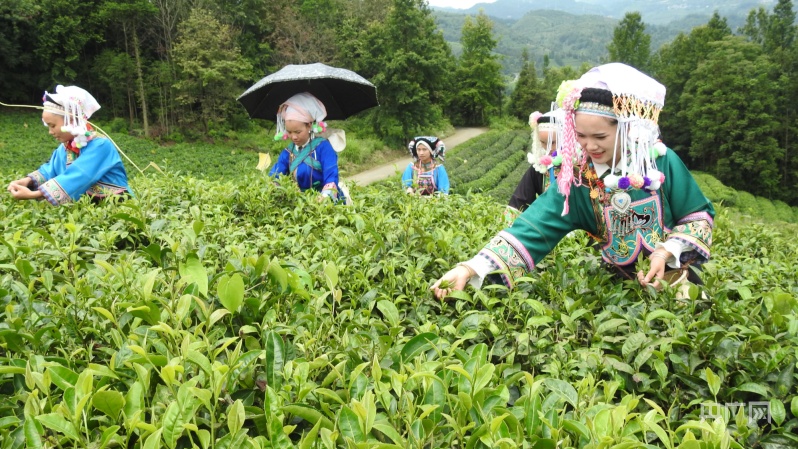 贵州普安：做强做大做优茶产业带农增收致富