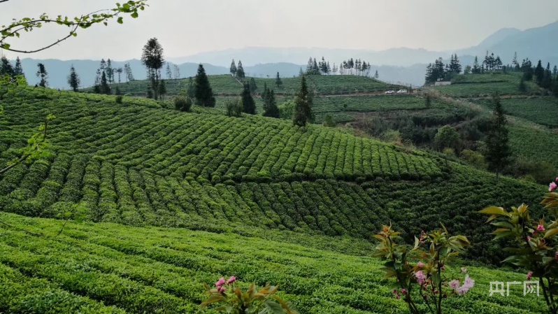 种植茶业致富树_致富种植树茶业怎么样_种植茶叶挣钱吗