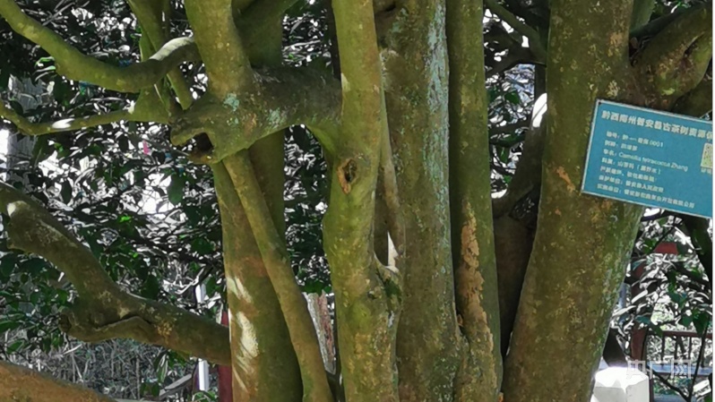 致富种植树茶业怎么样_种植茶叶挣钱吗_种植茶业致富树