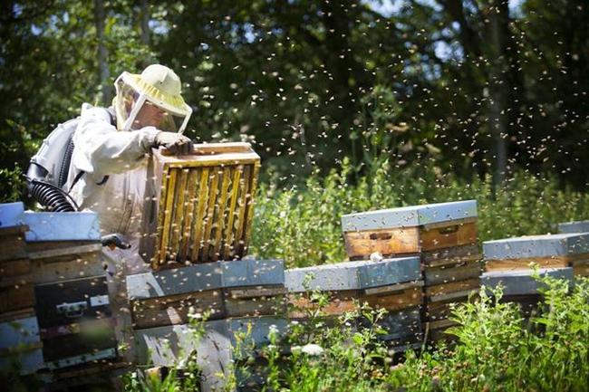 蜜蜂养殖技术｜生产蜂场选种方法及种用雄蜂选择与培育