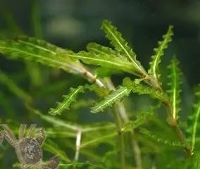 伊乐澡种植技术_伊乐藻种植方法视频_栽伊乐藻