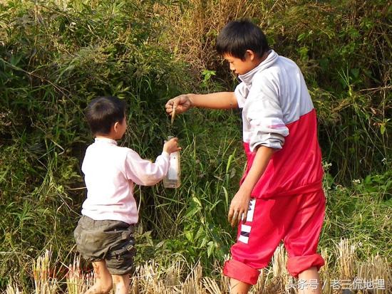 昔日农村这些野味，如今你家乡还有多少？我是很难寻到了，怀念啊