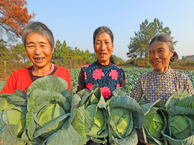 图片新闻：竹丝长茄