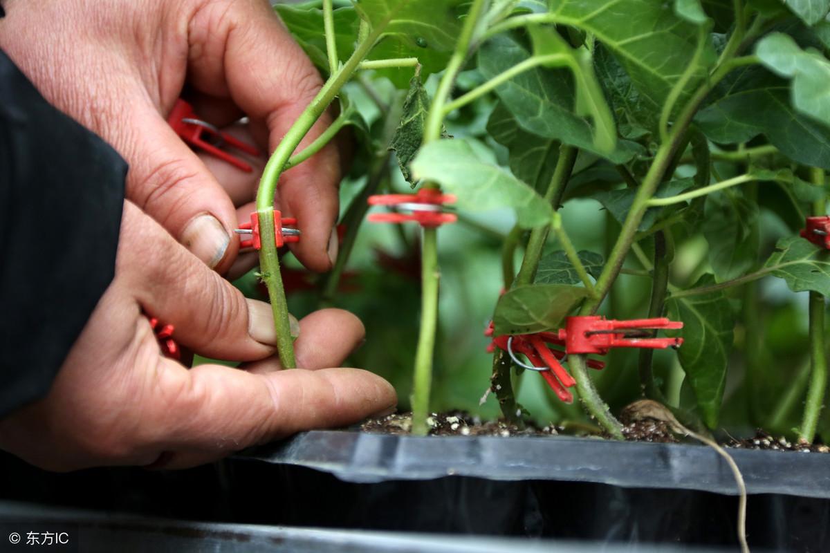 菜用南瓜苗 种植技术_南瓜苗种植菜技术用途是什么_南瓜苗种植技术与管理