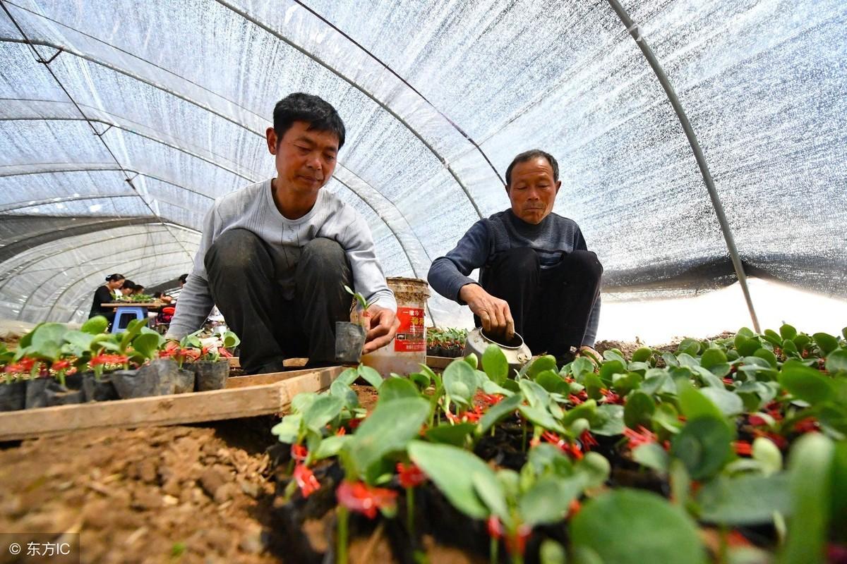 菜用南瓜苗 种植技术_南瓜苗种植菜技术用途是什么_南瓜苗种植技术与管理