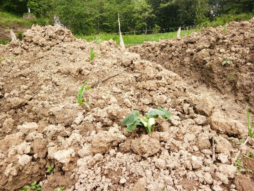 菜用南瓜苗 种植技术_南瓜苗种植菜技术用途有哪些_南瓜苗种植技术与管理