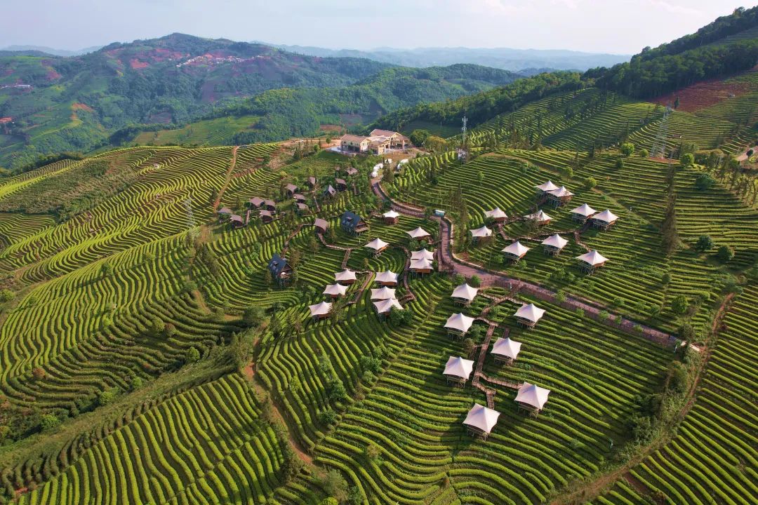 致富种植树茶业怎么样_种植茶业致富树_种植茶叶挣钱吗