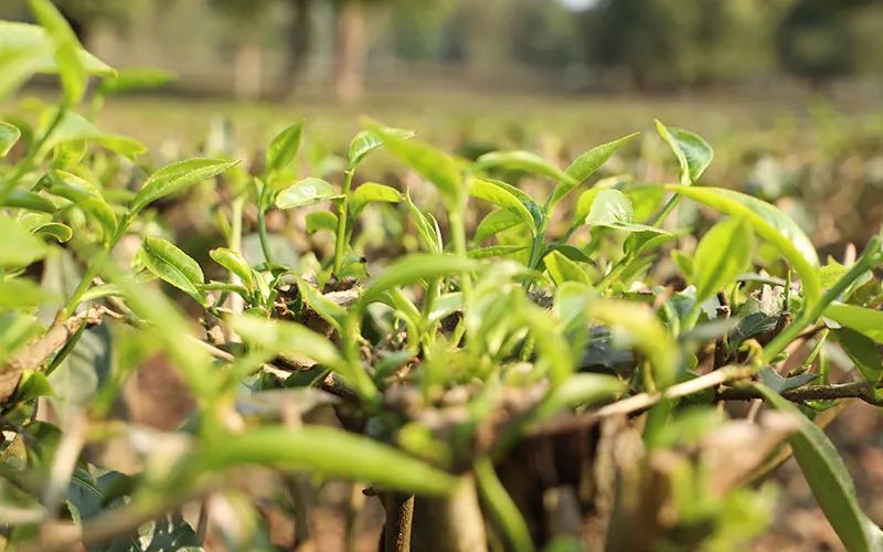 致富种植树茶业怎么样_种植茶业致富树_种植茶叶挣钱吗